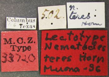 Media type: image;   Entomology 33720 Aspect: labels